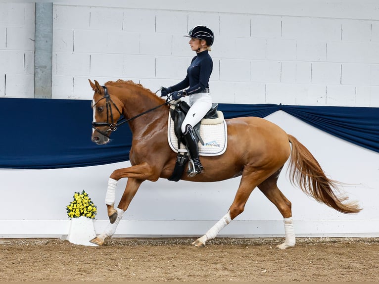 Pony tedesco Giumenta 4 Anni 148 cm Falbo in Marsberg