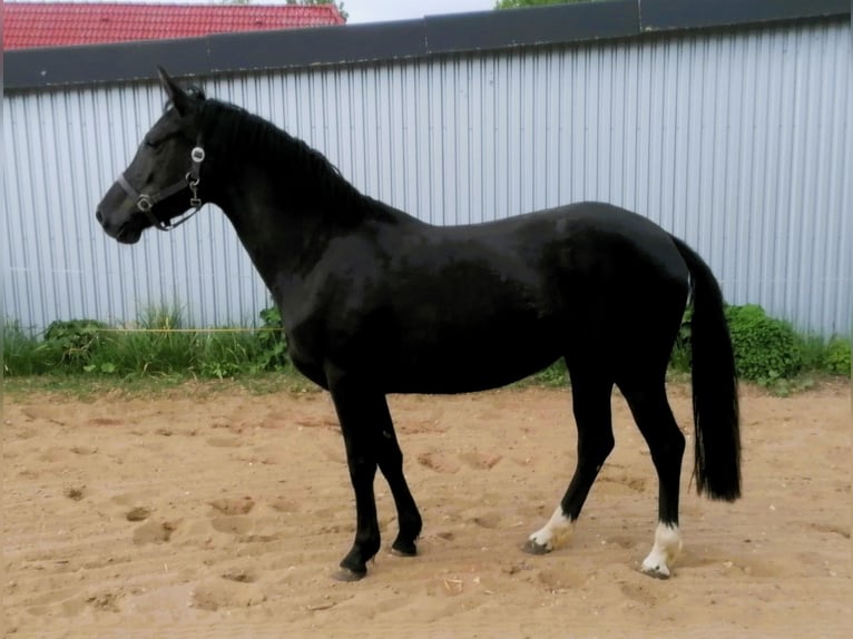 Pony tedesco Giumenta 4 Anni 148 cm Morello in Viöl