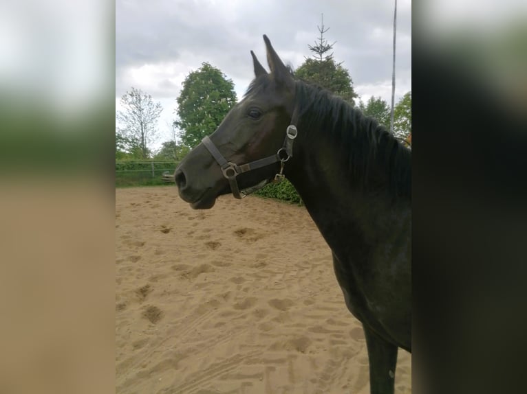 Pony tedesco Giumenta 4 Anni 148 cm Morello in Viöl