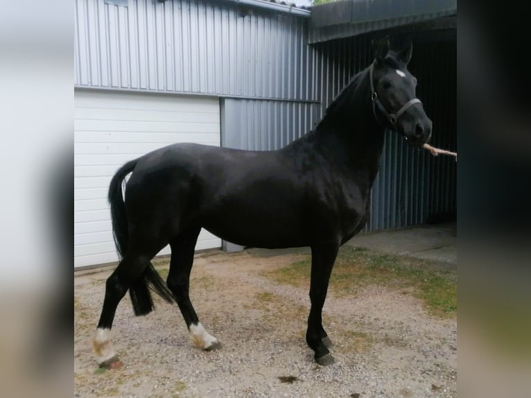 Pony tedesco Giumenta 4 Anni 148 cm Morello in Viöl