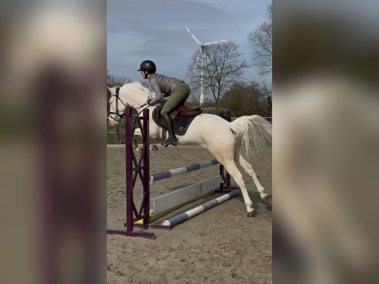 Pony tedesco Giumenta 4 Anni 148 cm Perlino in Sendenhorst