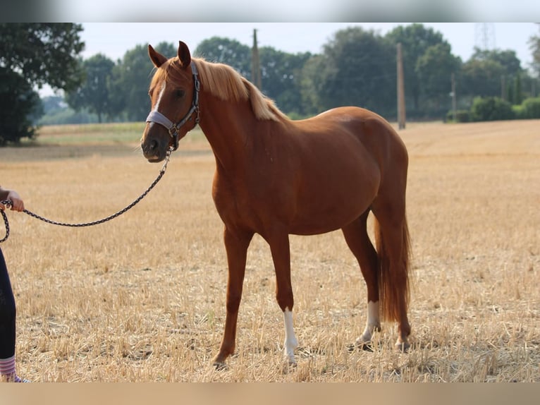 Pony tedesco Giumenta 4 Anni 148 cm Sauro in Rees