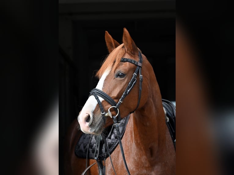 Pony tedesco Giumenta 4 Anni 148 cm Sauro in Schopfheim