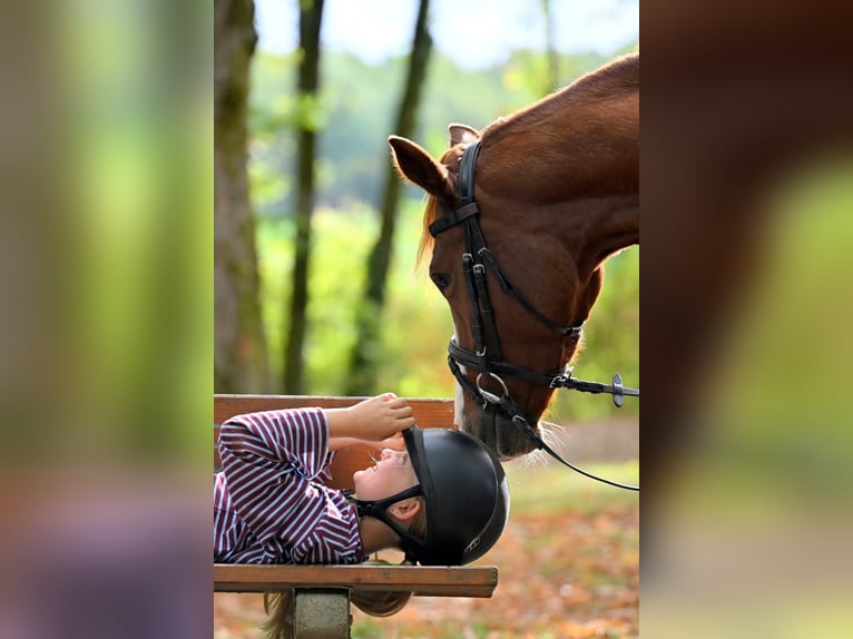 Pony tedesco Giumenta 4 Anni 148 cm Sauro in Schopfheim