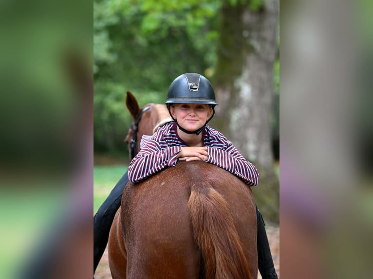 Pony tedesco Giumenta 4 Anni 148 cm Sauro in Schopfheim