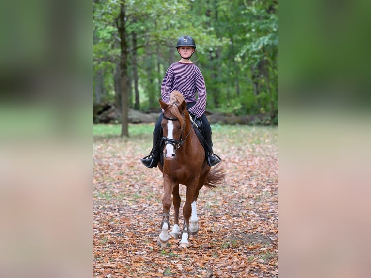 Pony tedesco Giumenta 4 Anni 148 cm Sauro in Schopfheim