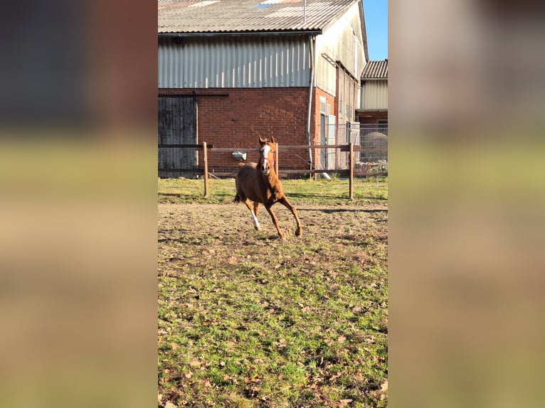 Pony tedesco Giumenta 4 Anni 148 cm Sauro scuro in Vienenburg