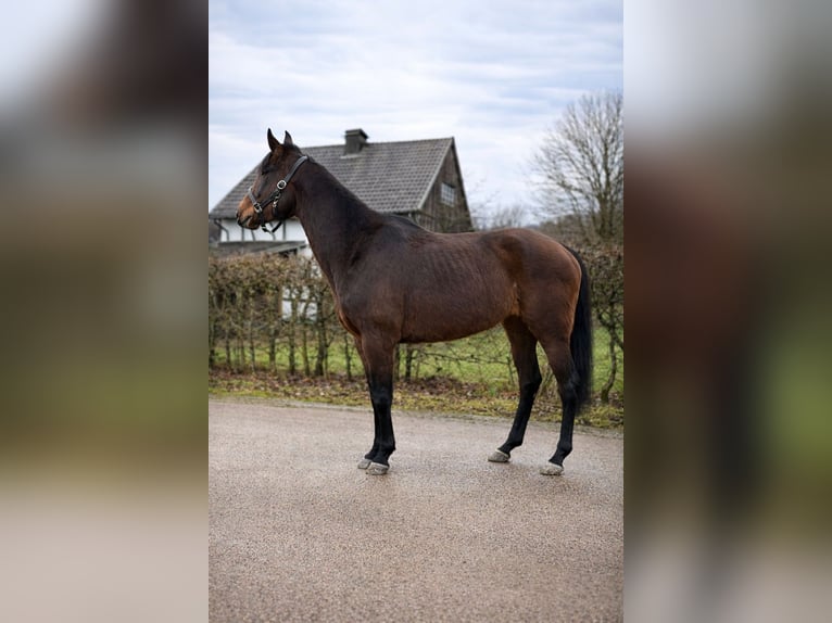 Pony tedesco Giumenta 4 Anni 149 cm Baio in Blankenheim