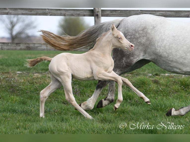 Pony tedesco Giumenta 4 Anni 149 cm in Nersingen