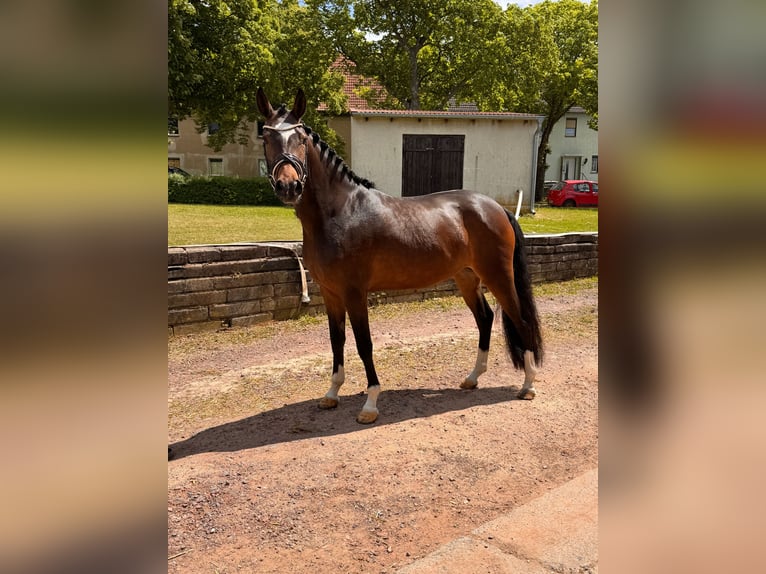 Pony tedesco Giumenta 4 Anni 150 cm Baio in Wegeleben