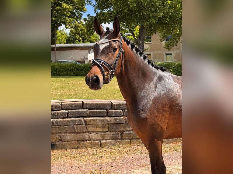 Pony tedesco Giumenta 4 Anni 150 cm Baio in Wegeleben