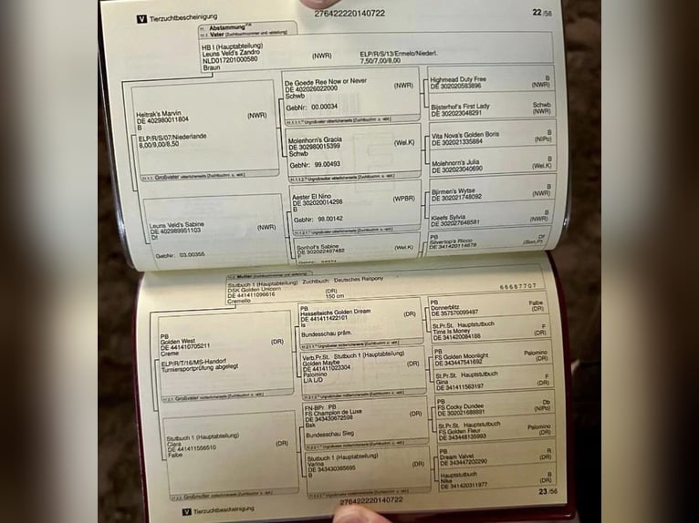 Pony tedesco Giumenta 4 Anni 150 cm Pelle di daino in Diestelow