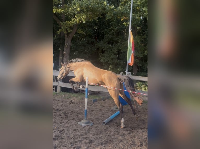 Pony tedesco Giumenta 4 Anni 150 cm Pelle di daino in Diestelow