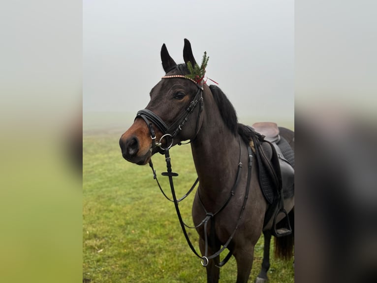 Pony tedesco Giumenta 4 Anni 152 cm Baio in Moisburg