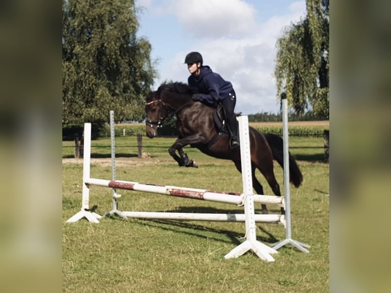 Pony tedesco Giumenta 4 Anni 152 cm Baio in Moisburg