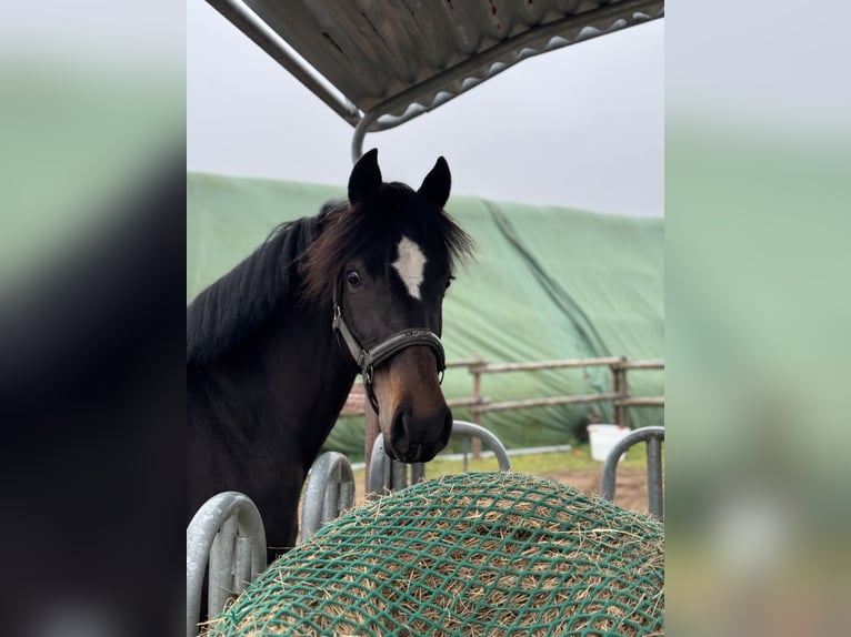 Pony tedesco Giumenta 4 Anni 152 cm Baio scuro in Appen