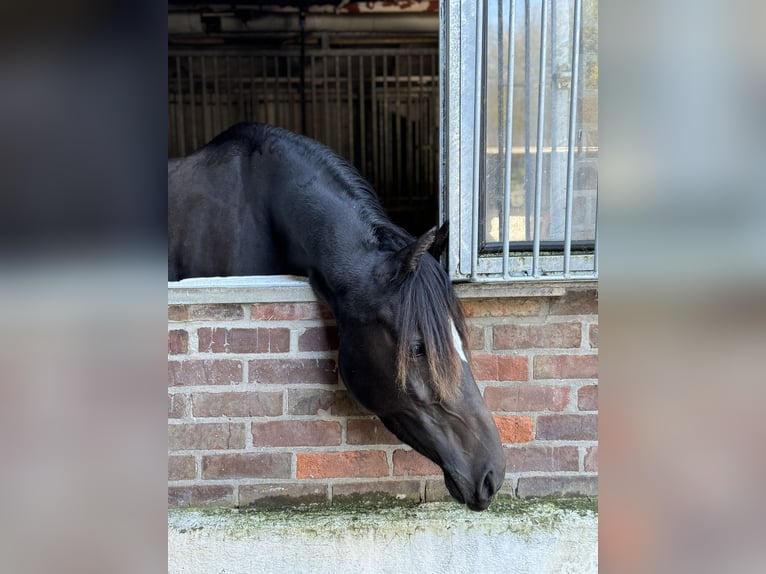 Pony tedesco Giumenta 4 Anni 152 cm Baio scuro in Appen