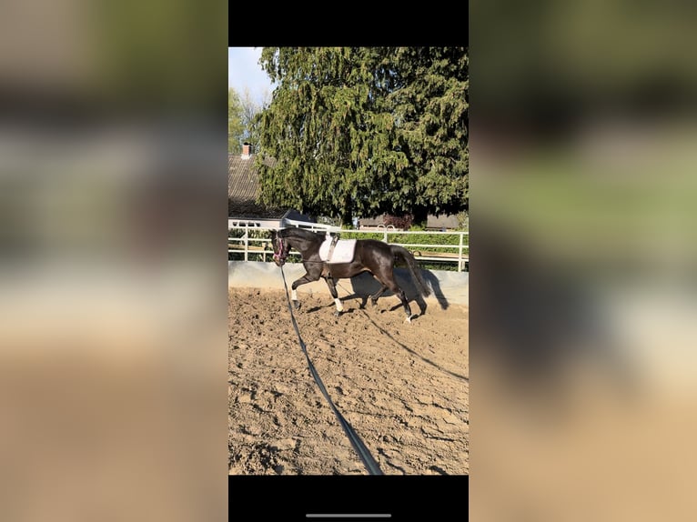 Pony tedesco Giumenta 4 Anni 152 cm Baio scuro in Appen