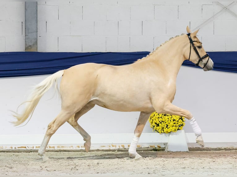 Pony tedesco Giumenta 4 Anni 152 cm Palomino in Marsberg