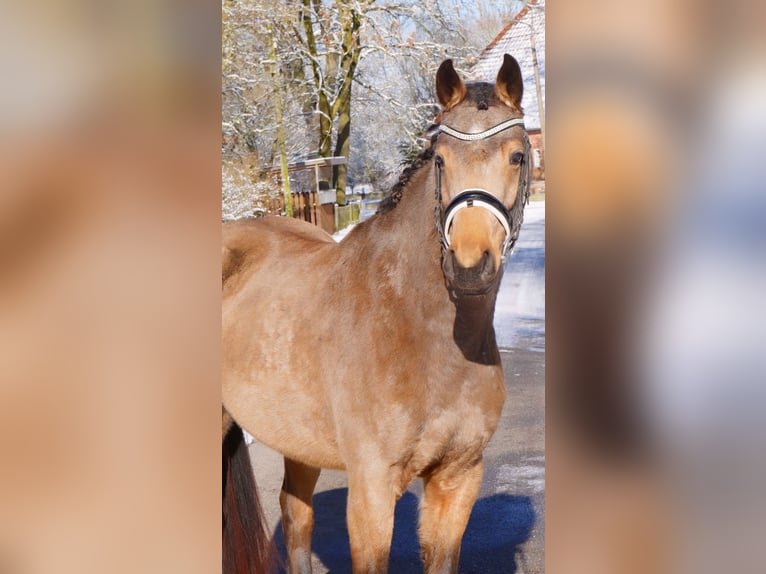 Pony tedesco Giumenta 4 Anni 152 cm Pelle di daino in Ludwigslust