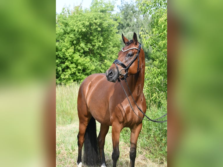 Pony tedesco Giumenta 4 Anni 153 cm Falbo baio in Kamern