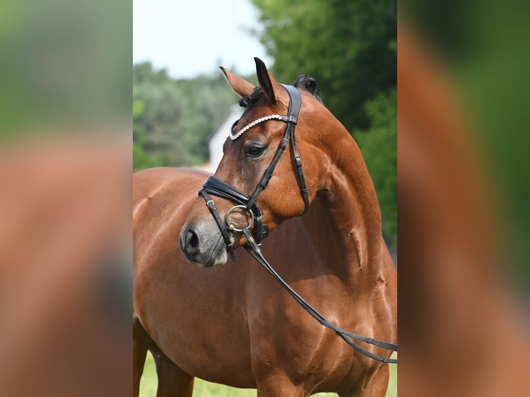 Pony tedesco Giumenta 4 Anni 153 cm Falbo baio in Kamern