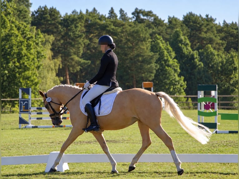 Pony tedesco Giumenta 4 Anni 153 cm Palomino in Treuenbrietzen