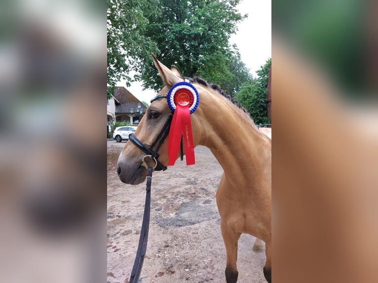 Pony tedesco Giumenta 4 Anni 153 cm Pelle di daino in Zarpen