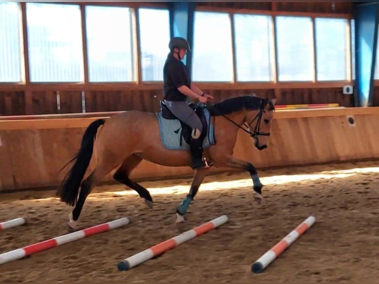 Pony tedesco Giumenta 4 Anni 153 cm Pelle di daino in Zarpen