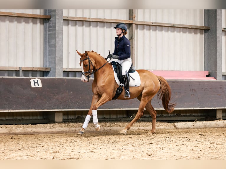 Pony tedesco Giumenta 4 Anni 153 cm Sauro in Xanten