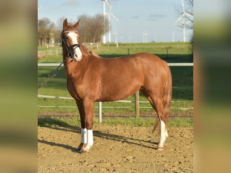 Pony tedesco Giumenta 4 Anni 153 cm Sauro in Geilenkirchen