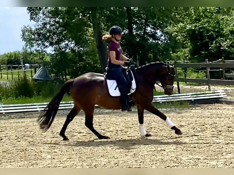 Pony tedesco Giumenta 4 Anni 155 cm Baio scuro in Hude (Oldenburg)Hude