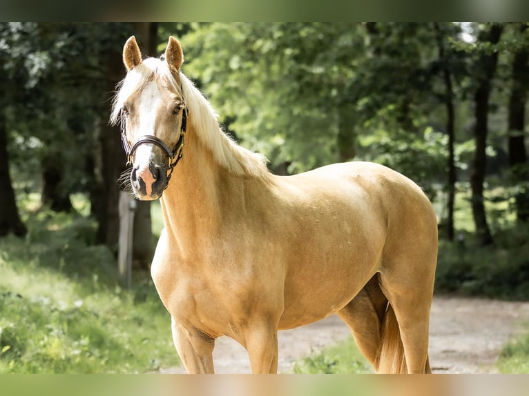 Pony tedesco Giumenta 4 Anni 155 cm Palomino in Bargstedt
