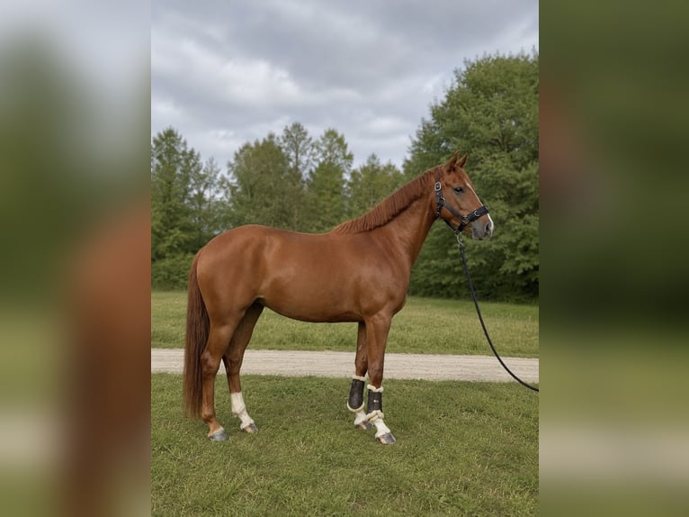 Pony tedesco Giumenta 4 Anni 155 cm Sauro in Lindenkreuz