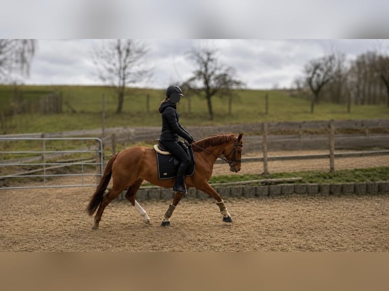 Pony tedesco Giumenta 4 Anni 155 cm Sauro in Lindenkreuz