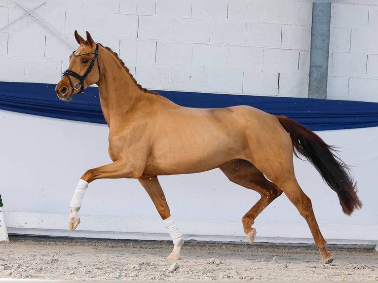Pony tedesco Giumenta 4 Anni 155 cm Sauro in Marsberg