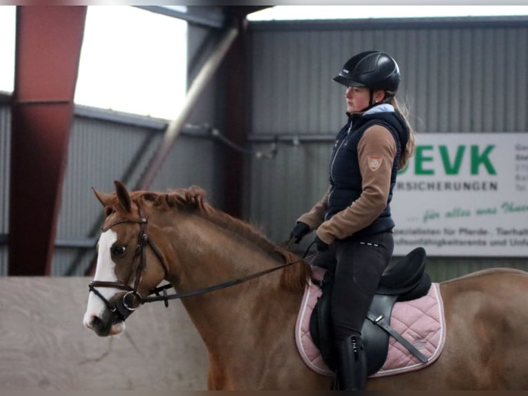 Pony tedesco Giumenta 4 Anni 156 cm Sauro in Wildeshausen