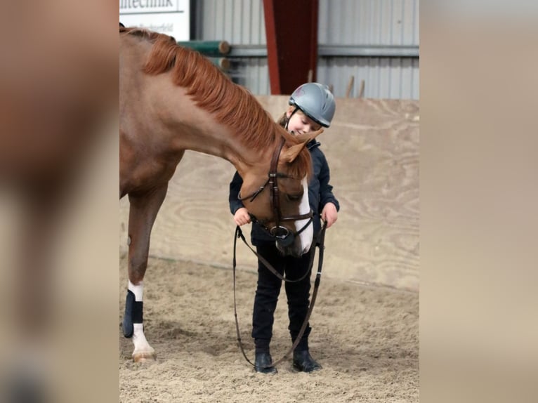 Pony tedesco Giumenta 4 Anni 156 cm Sauro in Wildeshausen