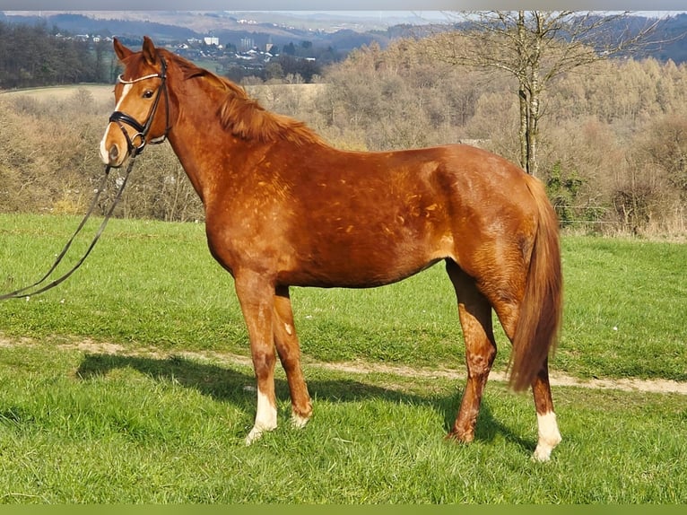 Pony tedesco Giumenta 4 Anni 156 cm Sauro in Ruppichteroth