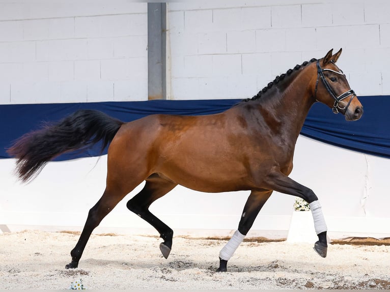 Pony tedesco Giumenta 4 Anni 157 cm Baio in Marsberg