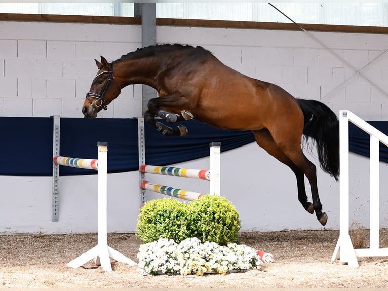 Pony tedesco Giumenta 4 Anni 157 cm Baio in Marsberg