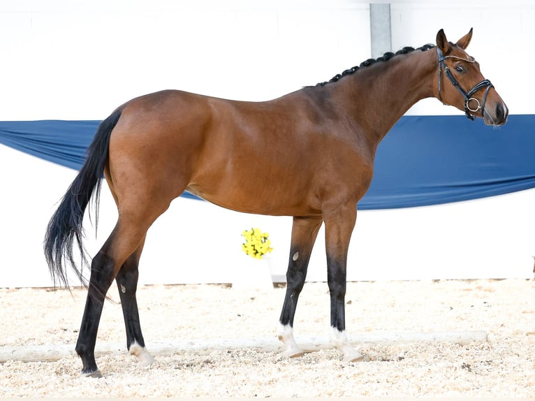 Pony tedesco Giumenta 4 Anni 160 cm Baio in Marsberg