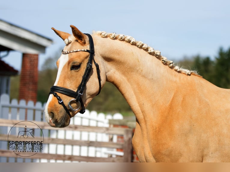 Pony tedesco Giumenta 5 Anni 131 cm Palomino in Thuine