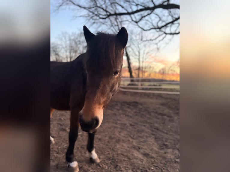 Pony tedesco Mix Giumenta 5 Anni 140 cm  in LemgoW