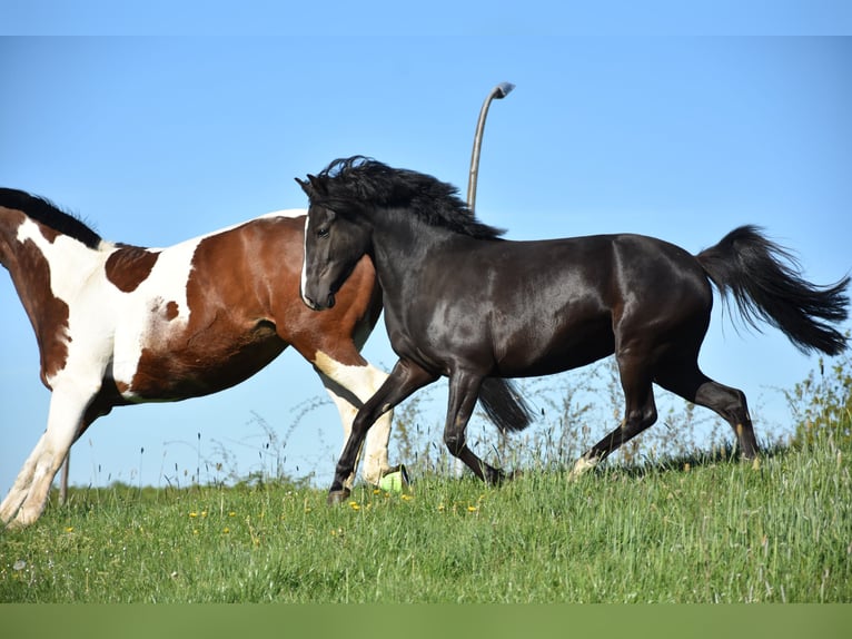 Pony tedesco Giumenta 5 Anni 140 cm Morello in Flintbek
