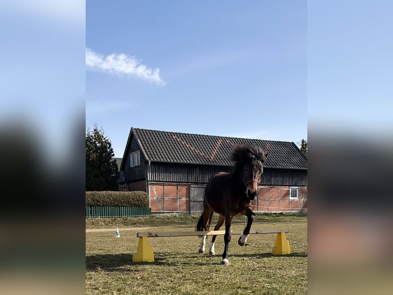 Pony tedesco Mix Giumenta 5 Anni 140 cm Tobiano-tutti i colori in Lemgow