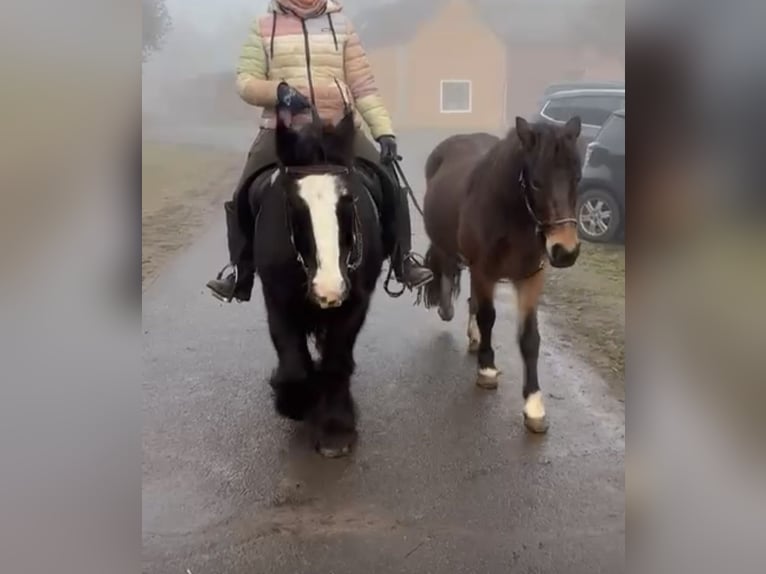 Pony tedesco Mix Giumenta 5 Anni 140 cm Tobiano-tutti i colori in Lemgow