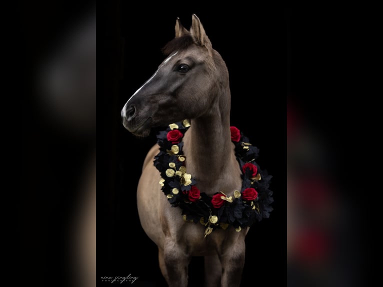 Pony tedesco Giumenta 5 Anni 141 cm Falbo in Bad Dürrheim