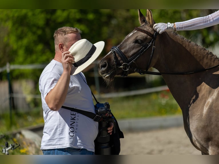 Pony tedesco Giumenta 5 Anni 141 cm Falbo in Bad Dürrheim