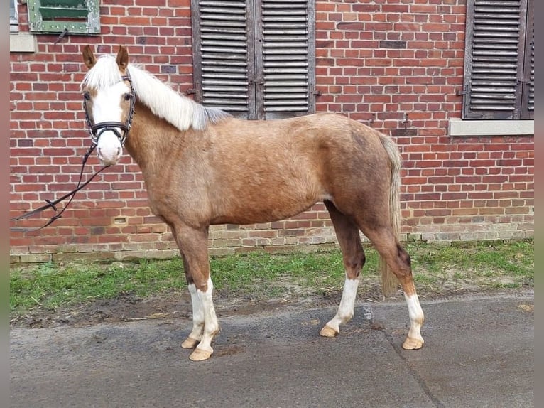 Pony tedesco Giumenta 5 Anni 142 cm Palomino in Münster